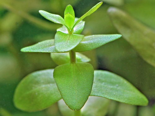 Bacopa caroliniana - carolina-Fettblatt